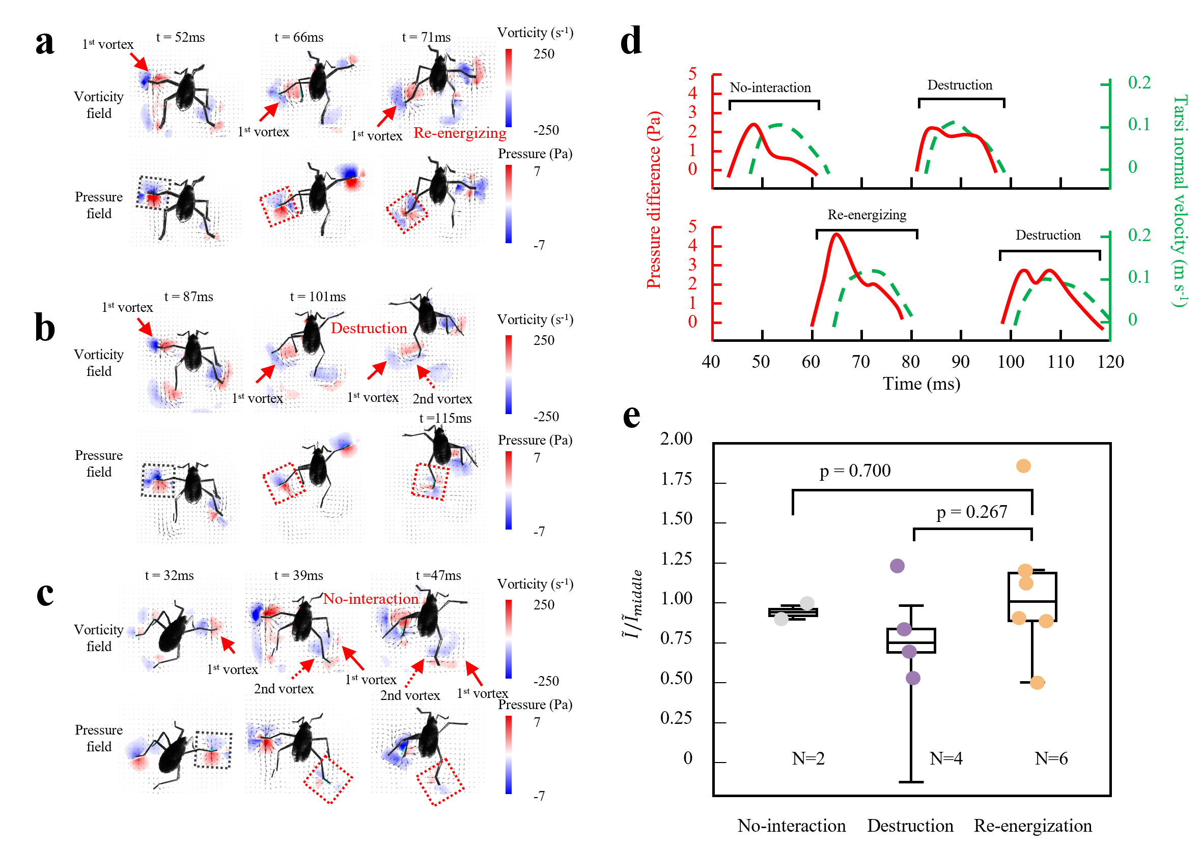 Vortex recapture modes in Microvelia americana