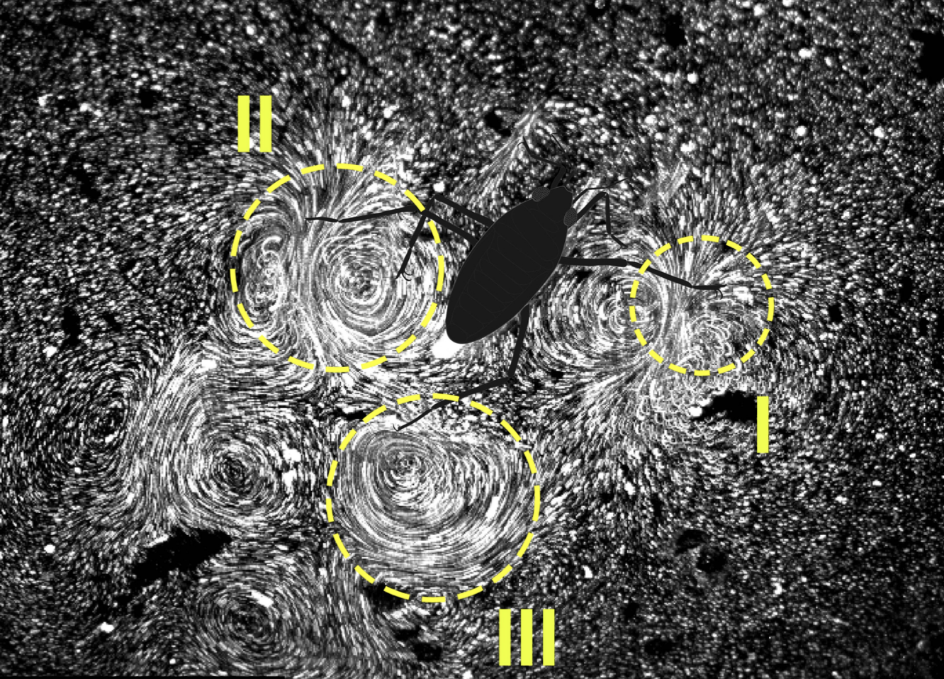 Epineuston vortex recapture in Microvelia