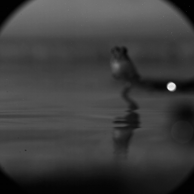 Mudskipper locomotion — high-speed